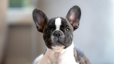 French Bulldog Puppies For Sale