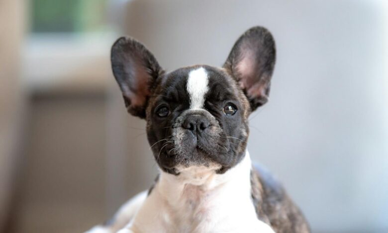 French Bulldog Puppies For Sale