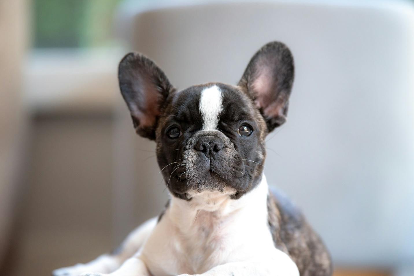 French Bulldog Puppies For Sale