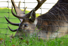 Deer Fencing